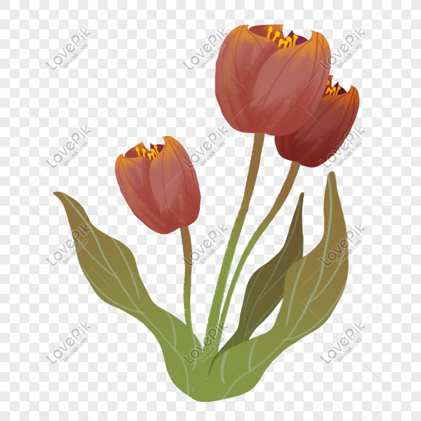 Detail Gambar Ilustrasi Bunga Tulip Nomer 24