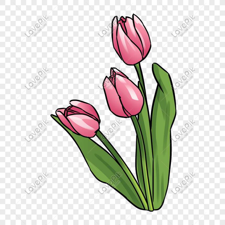 Detail Gambar Ilustrasi Bunga Tulip Nomer 4