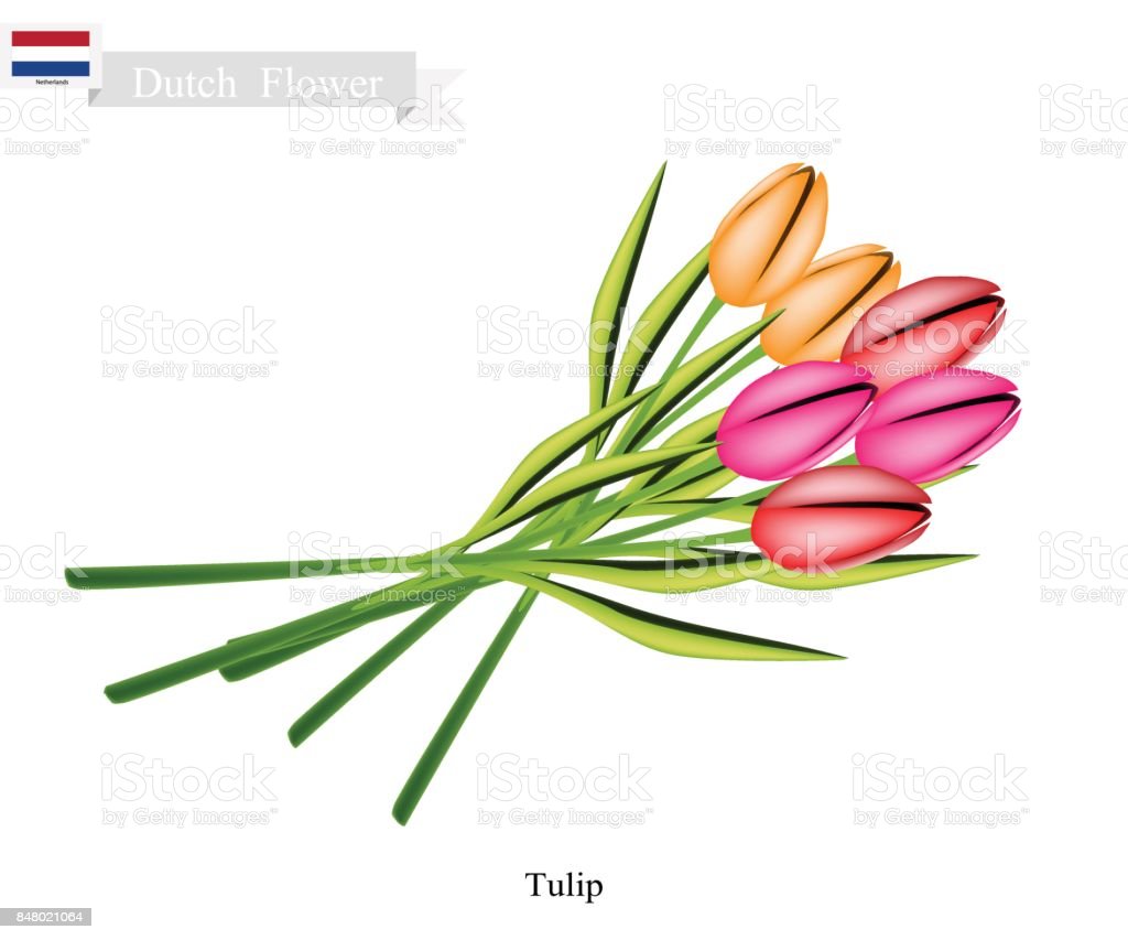 Detail Gambar Ilustrasi Bunga Tulip Nomer 32