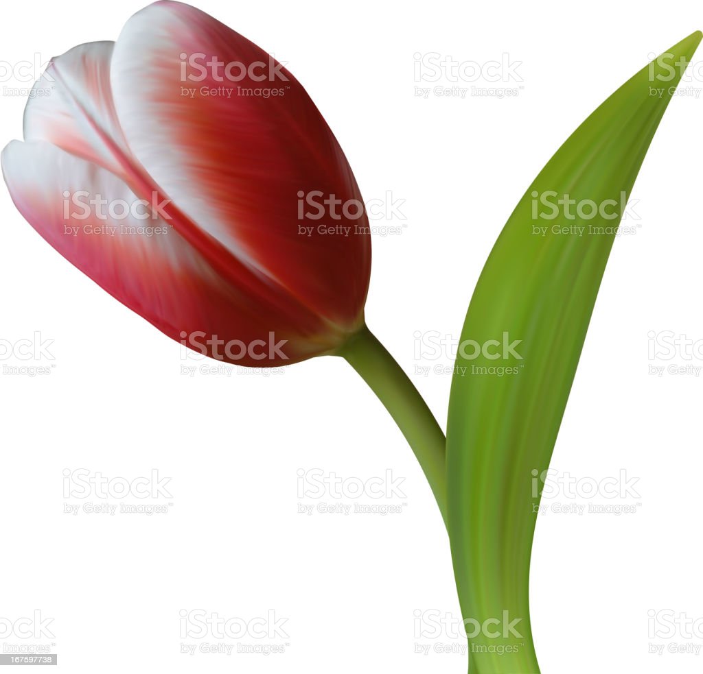 Detail Gambar Ilustrasi Bunga Tulip Nomer 38