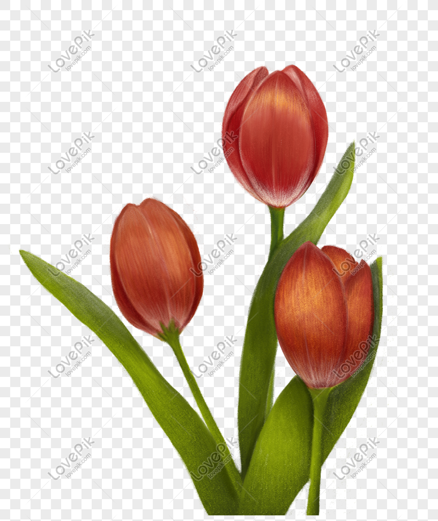 Detail Gambar Ilustrasi Bunga Tulip Nomer 5