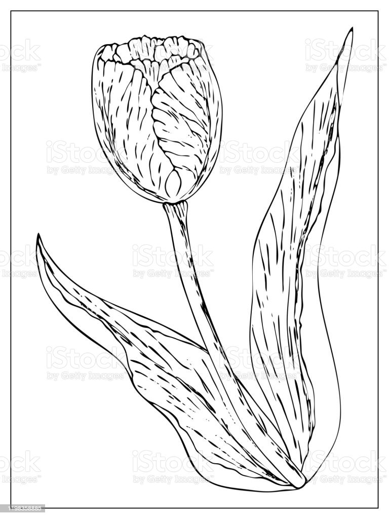 Detail Gambar Ilustrasi Bunga Tulip Nomer 41