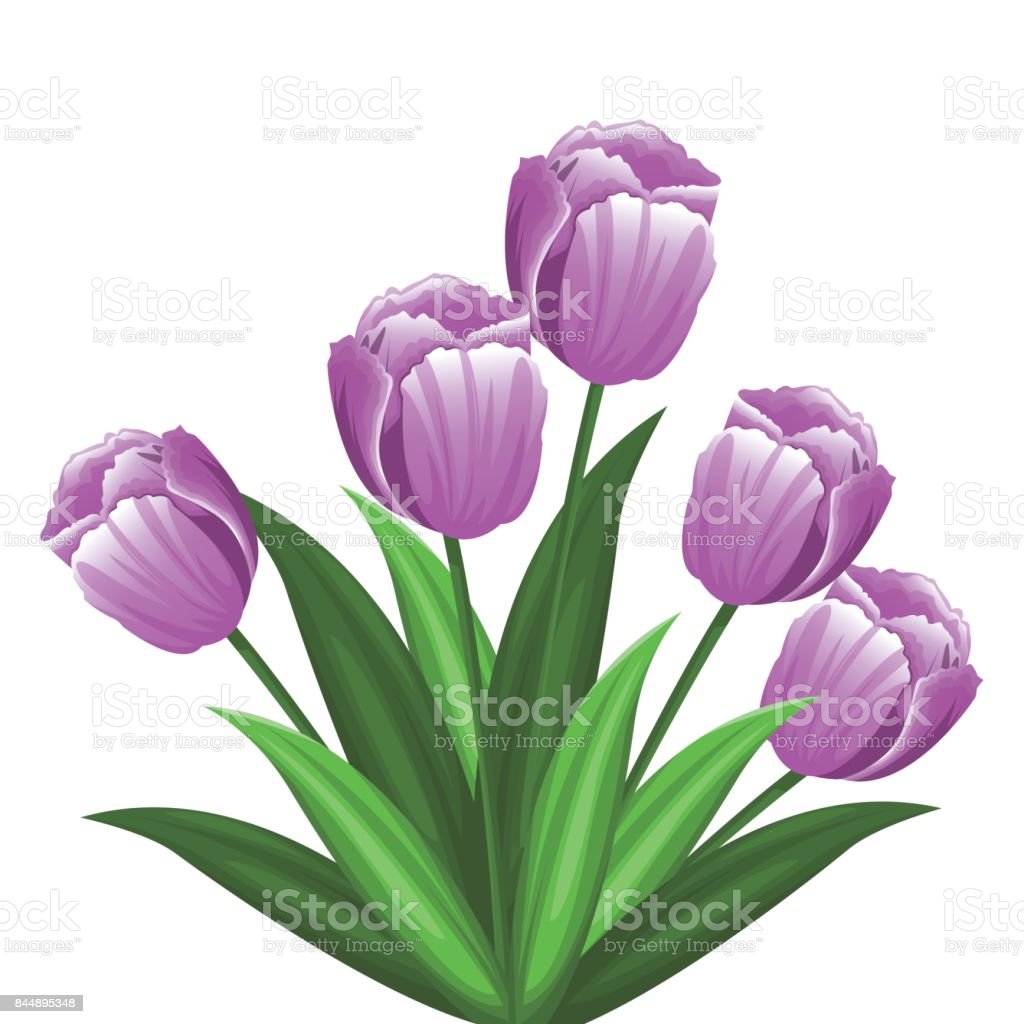 Detail Gambar Ilustrasi Bunga Tulip Nomer 43