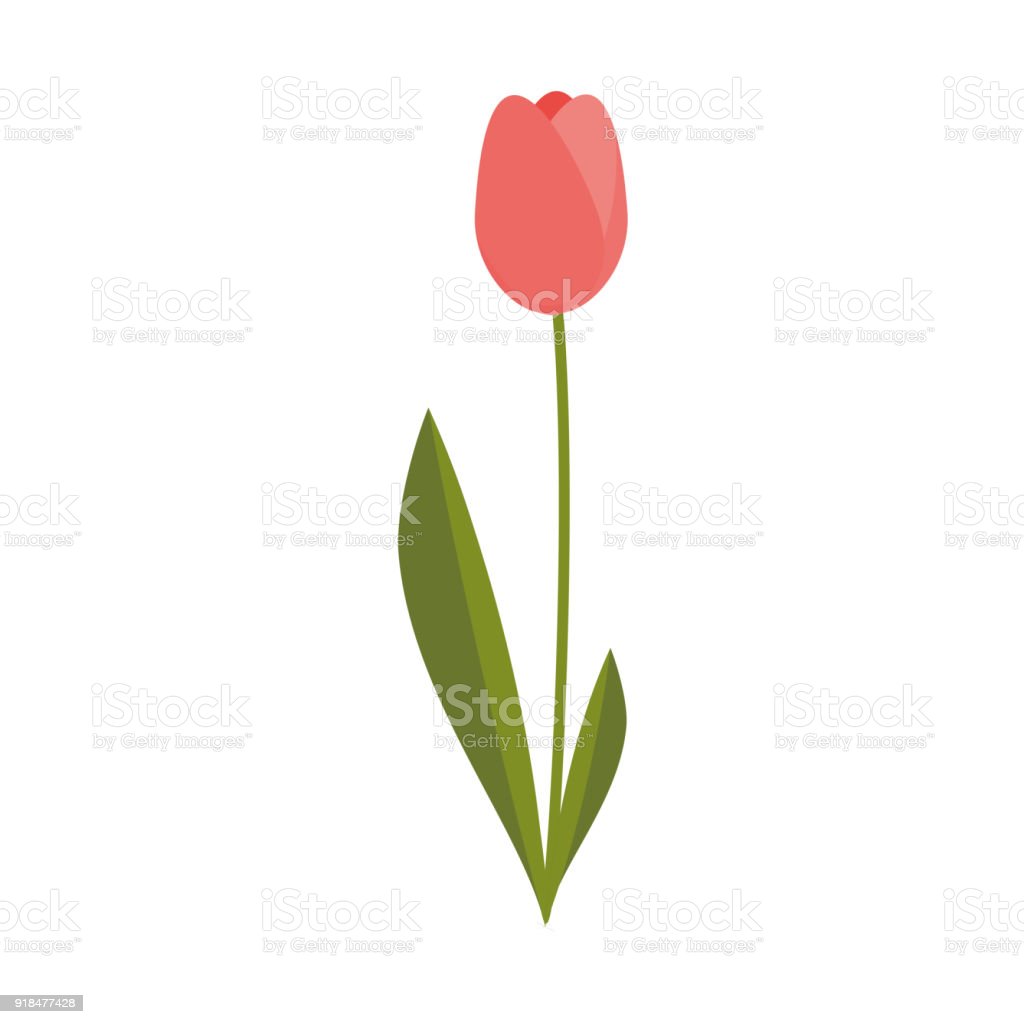 Detail Gambar Ilustrasi Bunga Tulip Nomer 45