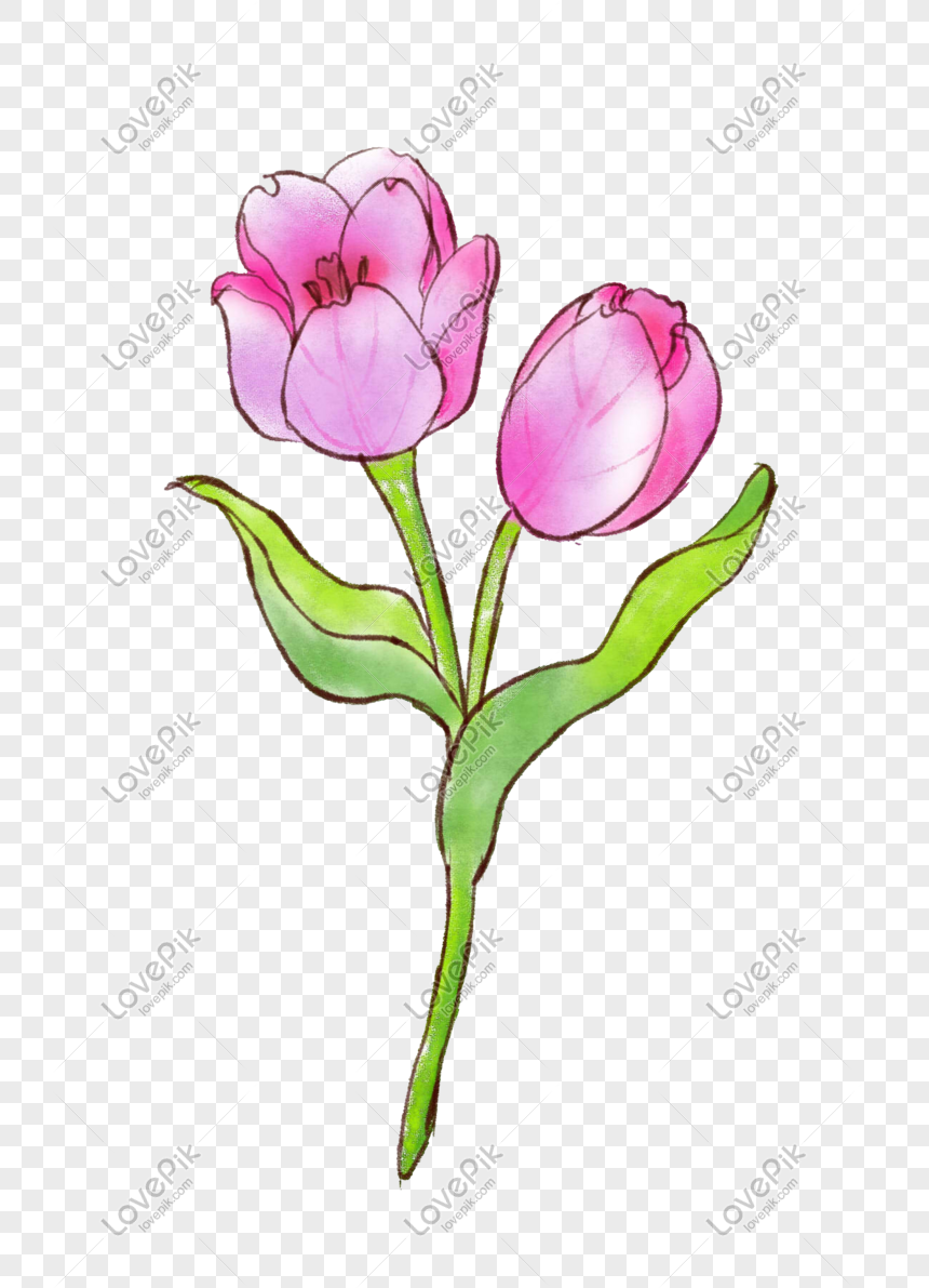 Detail Gambar Ilustrasi Bunga Tulip Nomer 6