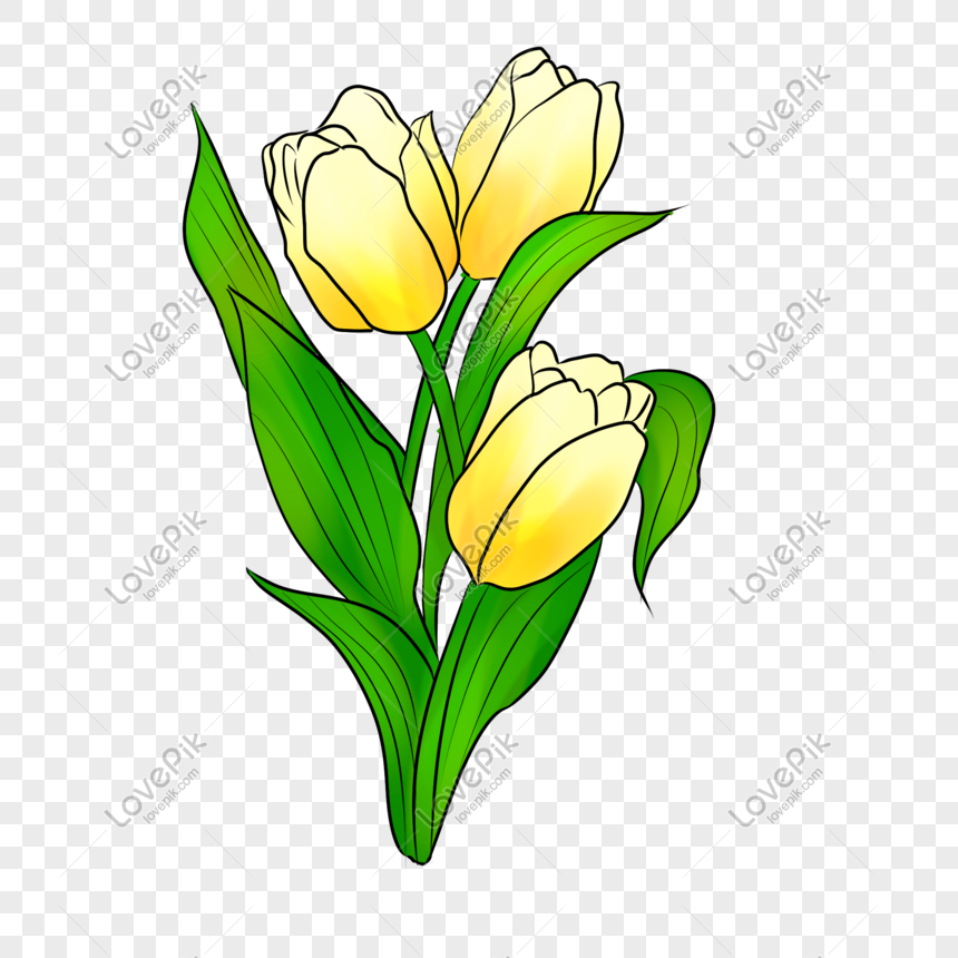 Detail Gambar Ilustrasi Bunga Tulip Nomer 51