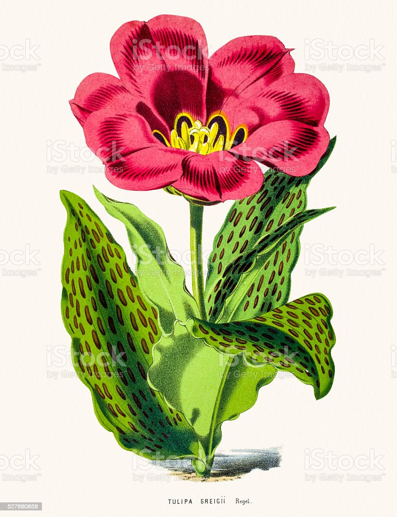 Detail Gambar Ilustrasi Bunga Tulip Nomer 54