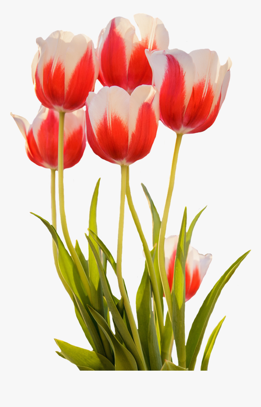 Download Gambar Ilustrasi Bunga Tulip Nomer 55