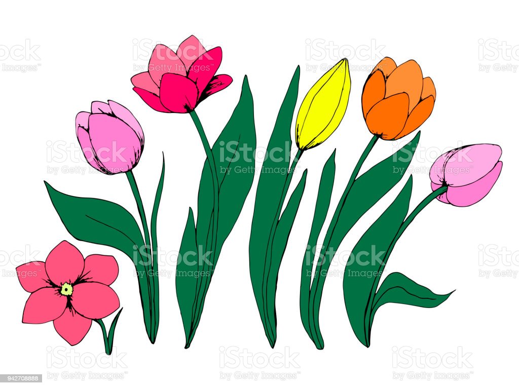 Detail Gambar Ilustrasi Bunga Tulip Nomer 9