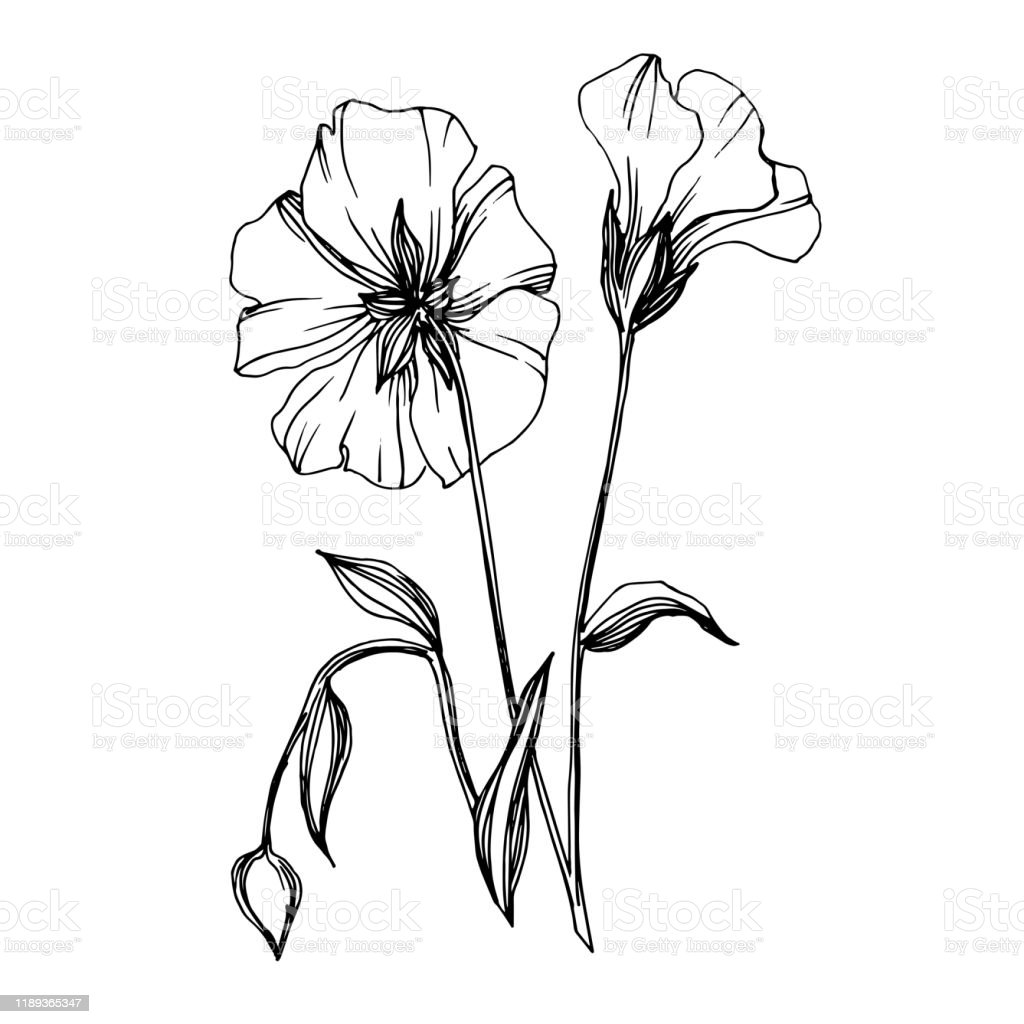 Detail Gambar Ilustrasi Bunga Yang Nomer 39