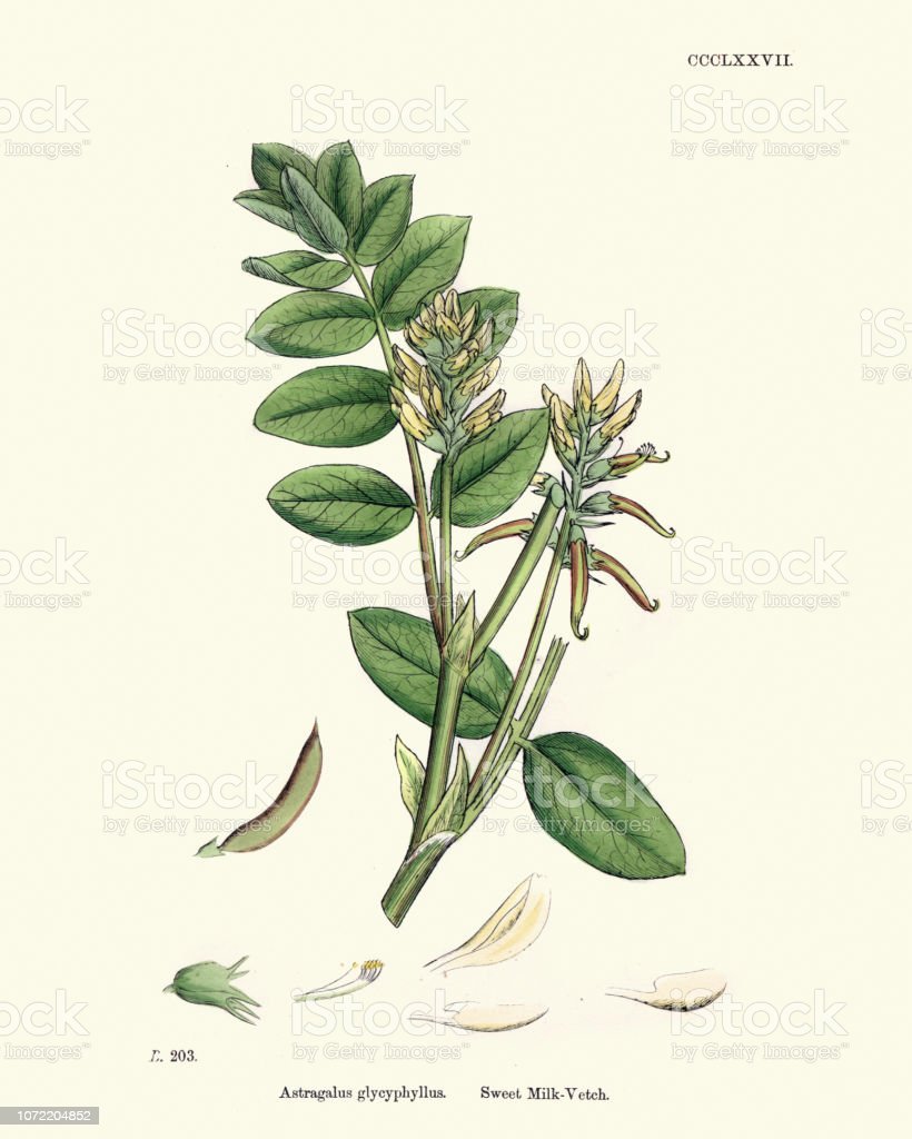 Detail Gambar Ilustrasi Flora Nomer 48