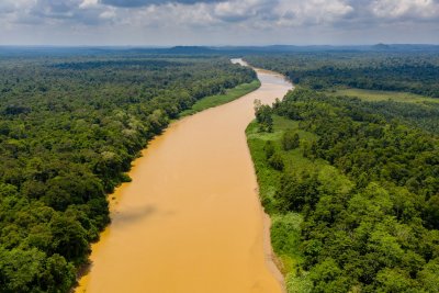 Detail Gambar Ilustrasi Hutan Nomer 31