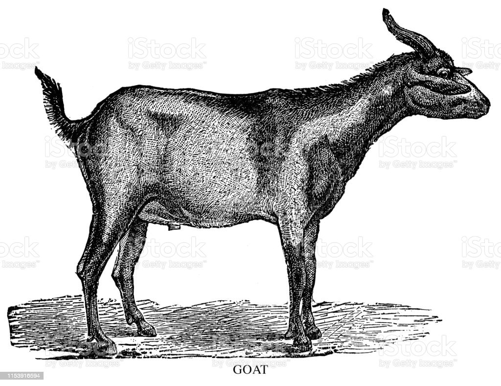 Gambar Ilustrasi Kambing - KibrisPDR