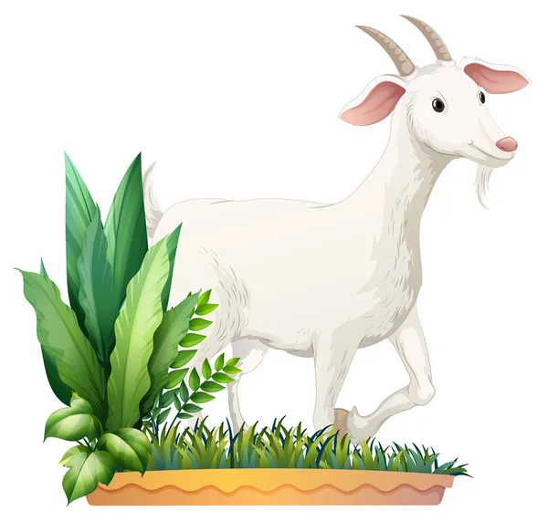 Detail Gambar Ilustrasi Kambing Nomer 3