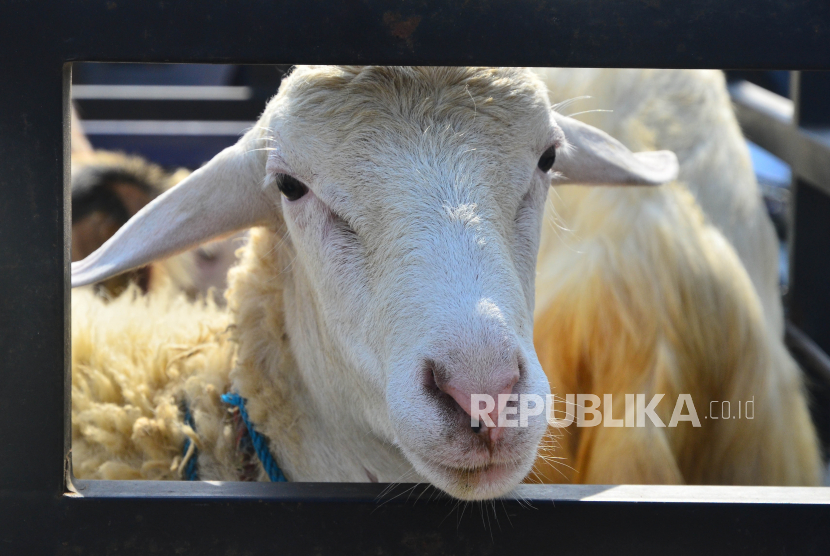 Detail Gambar Ilustrasi Kambing Nomer 52