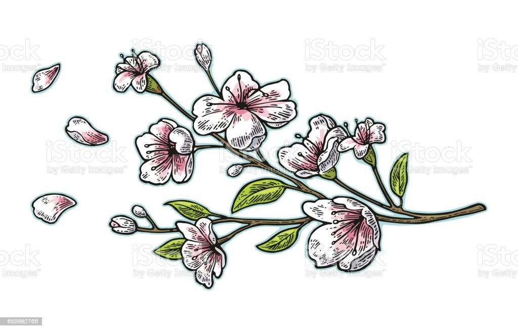 Detail Gambar Ilustrasi Kelopak Bunga Nomer 42