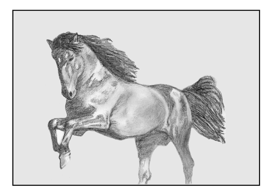 Detail Gambar Ilustrasi Kuda Nomer 11