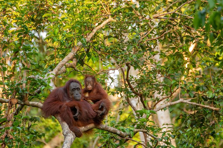 Detail Gambar Ilustrasi Orang Utan Nomer 52