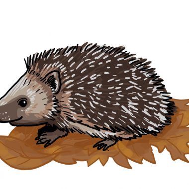 Detail Igel Gemalt Nomer 9
