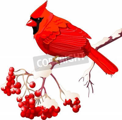 Detail Roter Vogel Nomer 19
