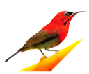 Detail Roter Vogel Nomer 20