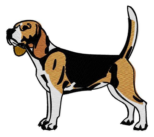 Detail Black And Tan Beagle Nomer 12