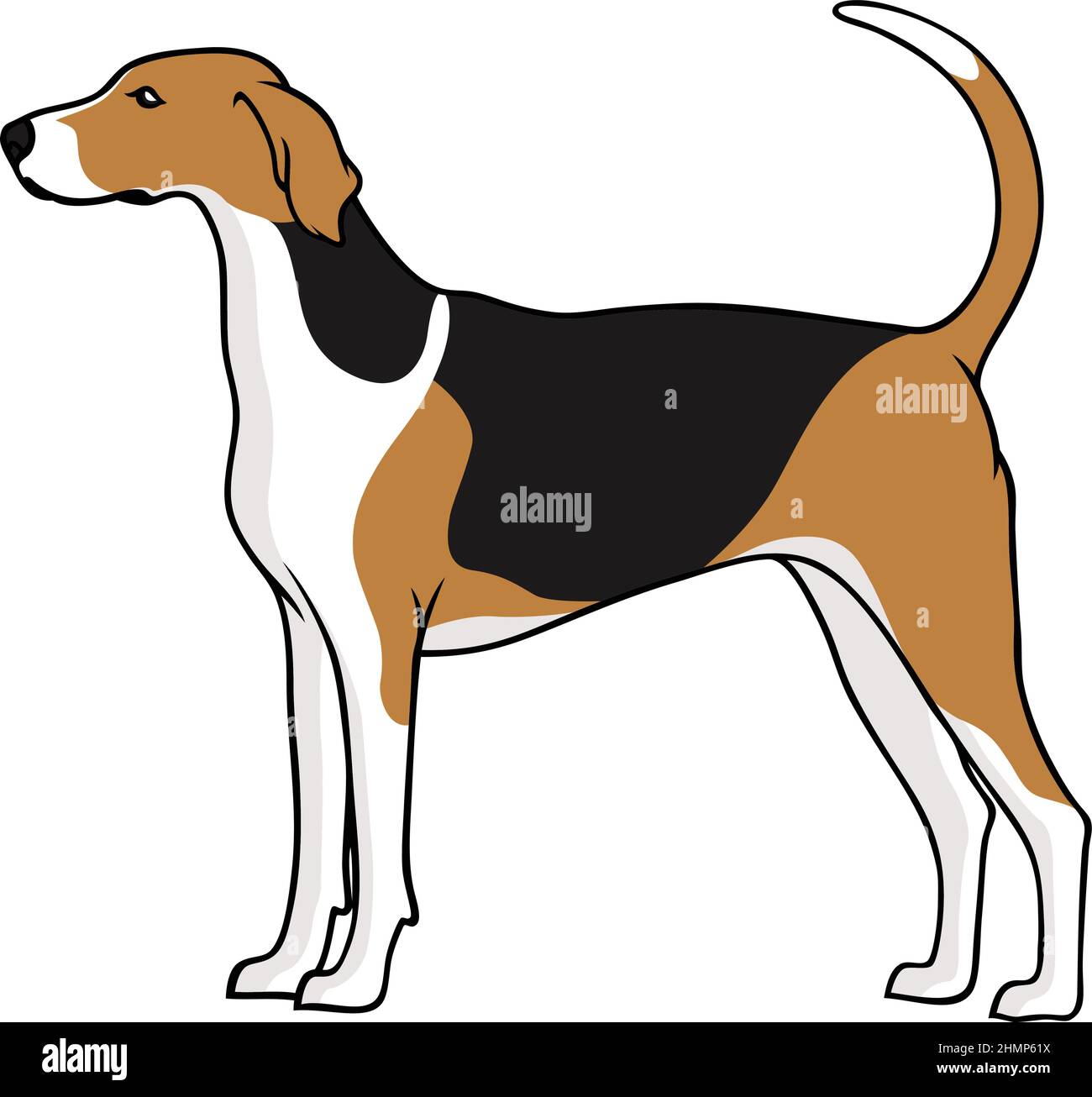 Detail Black And Tan Beagle Nomer 5