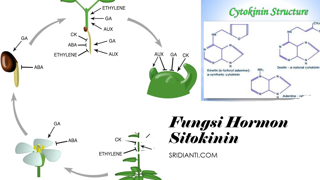 Contoh Hormon Sitokinin - KibrisPDR