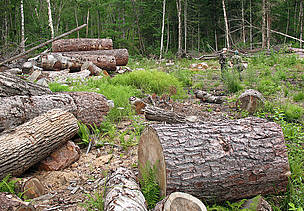 Detail Contoh Illegal Logging Nomer 2