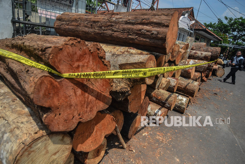 Detail Contoh Illegal Logging Nomer 30
