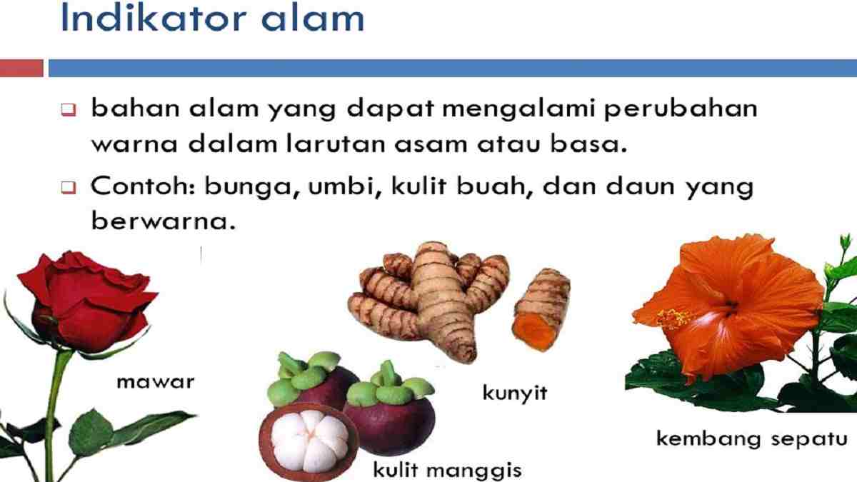 Detail Contoh Indikator Alami Asam Basa Nomer 2