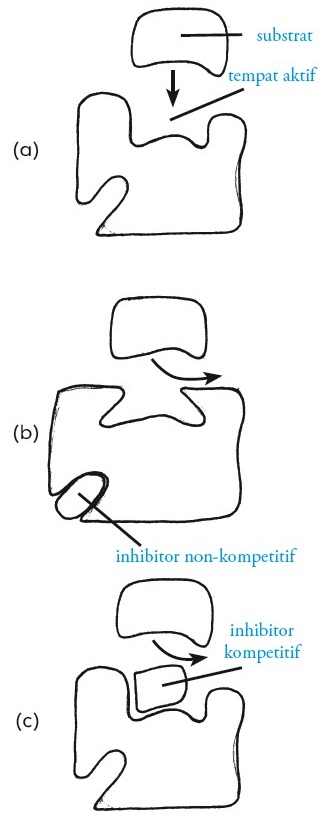 Detail Contoh Inhibitor Enzim Nomer 10