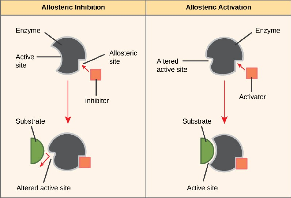 Detail Contoh Inhibitor Enzim Nomer 41