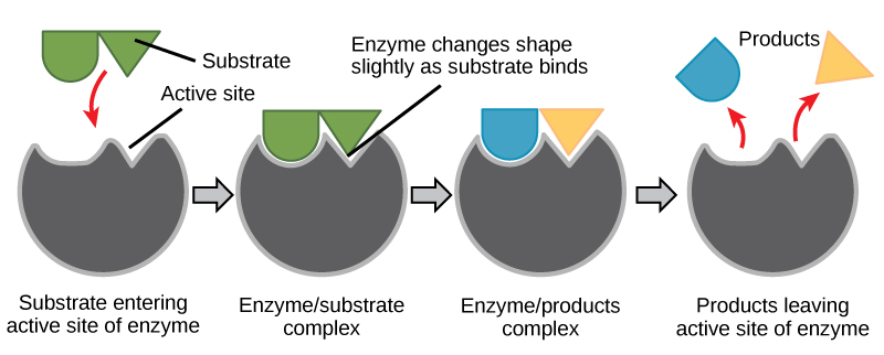 Detail Contoh Inhibitor Enzim Nomer 9