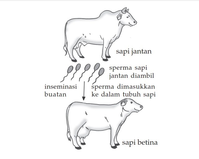 Contoh Inseminasi Buatan - KibrisPDR