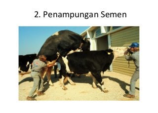 Detail Contoh Inseminasi Buatan Nomer 15