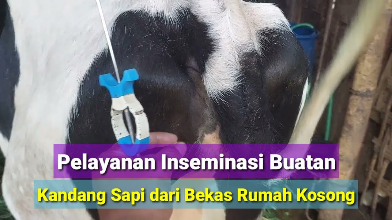 Detail Contoh Inseminasi Buatan Nomer 33