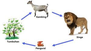 Detail Contoh Interaksi Makhluk Hidup Dengan Lingkungannya Nomer 14