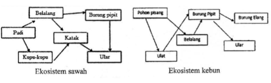 Detail Contoh Interaksi Makhluk Hidup Dengan Lingkungannya Nomer 40