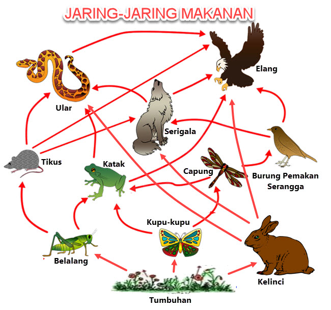 Detail Contoh Jaring Jaring Makanan Di Hutan Nomer 15