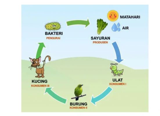 Detail Contoh Jaring Jaring Makanan Di Hutan Nomer 17