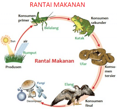 Detail Contoh Jaring Jaring Makanan Di Hutan Nomer 18