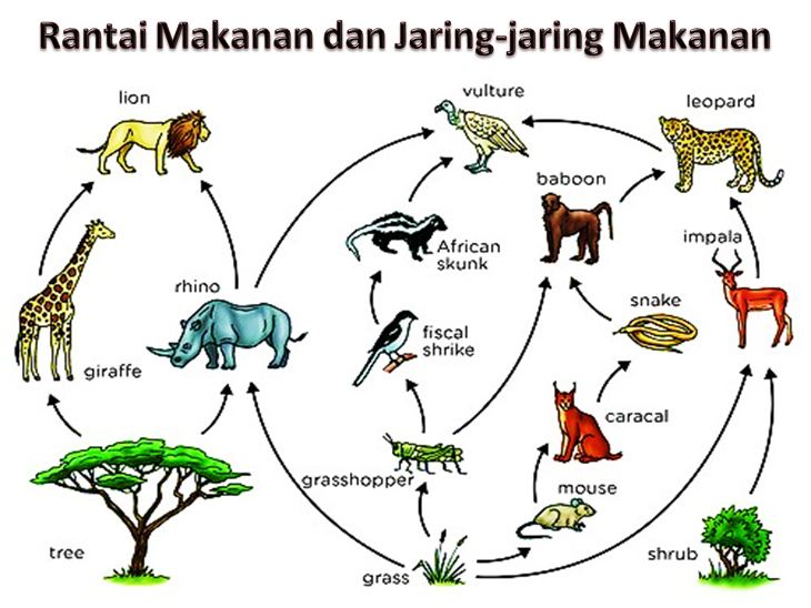 Detail Contoh Jaring Jaring Makanan Di Hutan Nomer 19