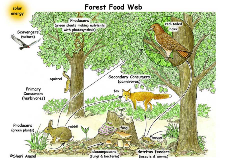 Detail Contoh Jaring Jaring Makanan Di Hutan Nomer 46