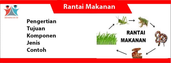 Detail Contoh Jaring Jaring Makanan Di Hutan Nomer 54