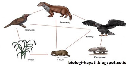 Detail Contoh Jaring Jaring Makanan Di Hutan Nomer 55