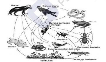 Detail Contoh Jaring Jaring Makanan Di Padang Rumput Nomer 24