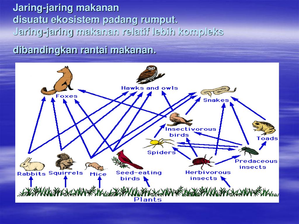 Detail Contoh Jaring Jaring Makanan Di Padang Rumput Nomer 44