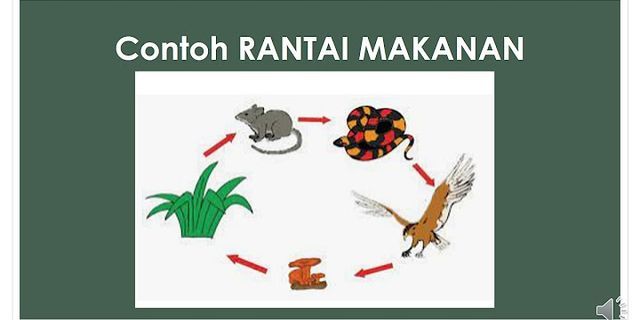 Detail Contoh Jaring Jaring Makanan Di Padang Rumput Nomer 51