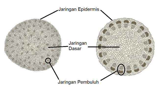 Detail Contoh Jaringan Dasar Nomer 16